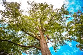 Reliable Dexter, MO Tree Removal Services Solutions